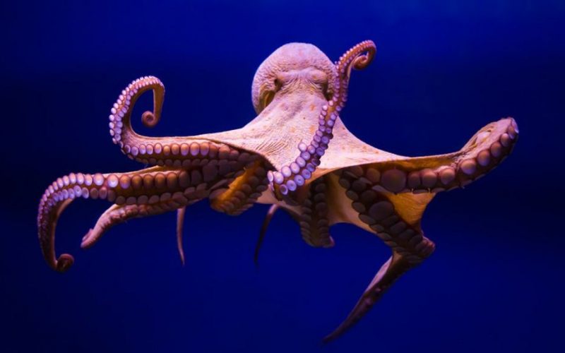 Ahtapot: Denizlerin gizemli ve zeki yaratıkları