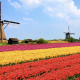 Yüksek teknolojili tarımının lider ülkesi: Hollanda