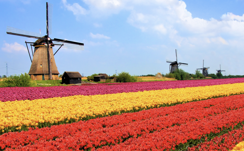 Yüksek teknolojili tarımının lider ülkesi: Hollanda