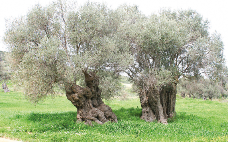 Gümüş yapraklı ölmez ağaç: Zeytin