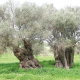 Gümüş yapraklı ölmez ağaç: Zeytin