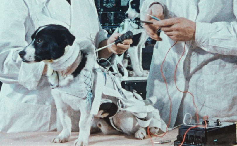 İnsanlı uzay misyonlarının yolunu açan köpek: Laika