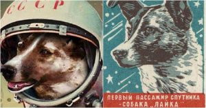 uzaya giden köpek