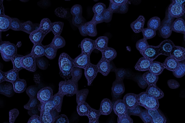 Hücrelerin içindeki proteinlerin yerlerini belirleyen mikroskop geliştirildi