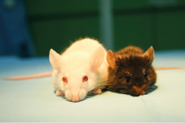 Transgenik hayvanlar ve deneysel tıptaki önemleri