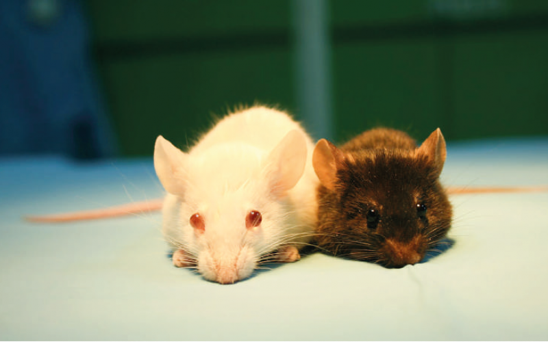 Transgenik hayvanlar ve deneysel tıptaki önemleri