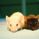 Transgenik hayvanlar ve deneysel tıptaki önemleri