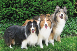 En sosyal hayvan ailesi: Köpekgiller