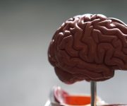 İnsan beyninin evrimi