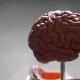 Beyin büyüklüğü ve zeka seviyesi arasındaki bağlantı abartılıyor mu?