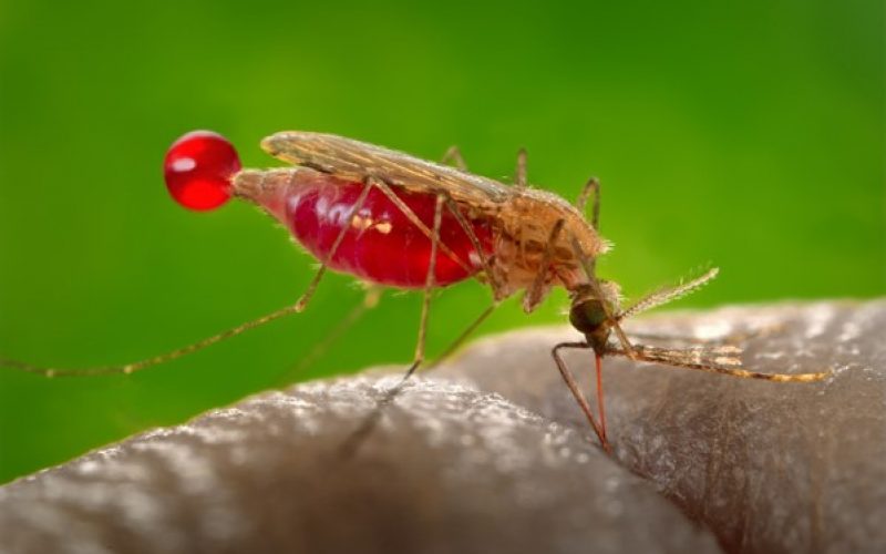 Erkek sivrisinekler neden ısırmaz?