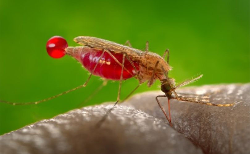 Erkek sivrisinekler neden ısırmaz?