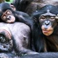 Bonobo maymunları evlatlık ediniyorlar