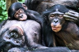 Bonobo maymunları evlatlık ediniyorlar