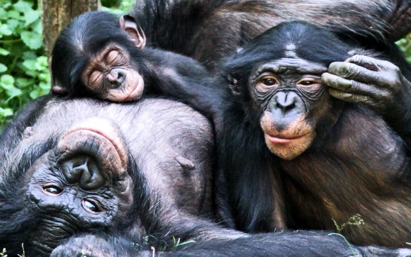 Bonobo maymunları evlatlık ediniyorlar