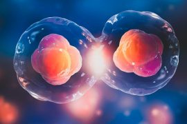 Sperma ve yumurtasız ilk öncü insan embriyosu