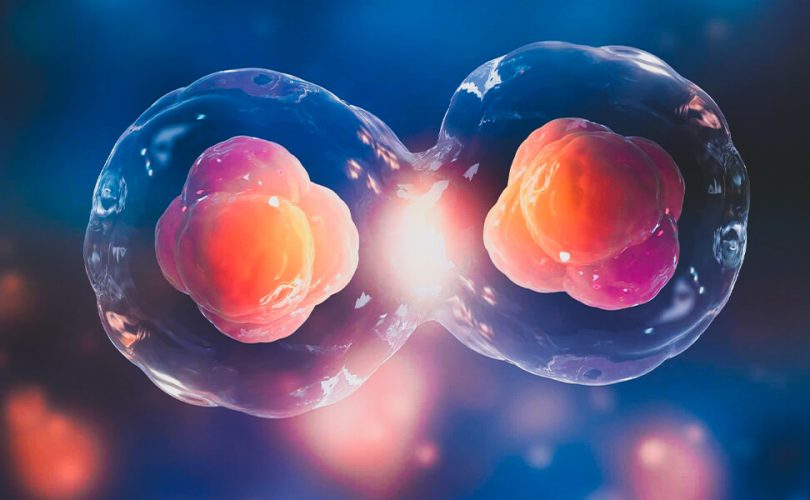 Sperma ve yumurtasız ilk öncü insan embriyosu