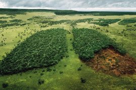 Ormansızlaştırma iklim değişikliğini hızlandırıyor