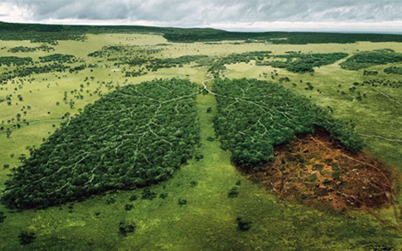 Ormansızlaştırma iklim değişikliğini hızlandırıyor
