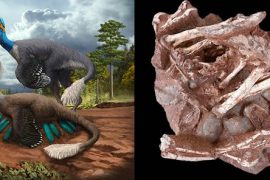 Kuluçkaya yatan dinozorlarla ilgili ilk kanıt