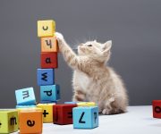 Hayvanlar da sayı sayabiliyor!