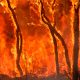 Orman yangınlarından sonra serbest radikal tehlikesi