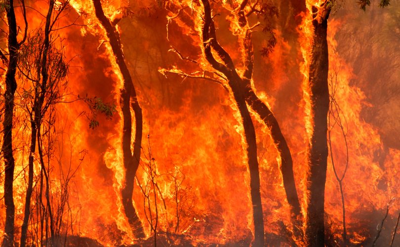 Orman yangınlarından sonra serbest radikal tehlikesi