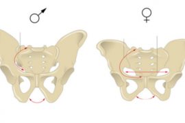 Kadın ve erkek pelvisi arasındaki fark çok daha eskilere uzanıyor