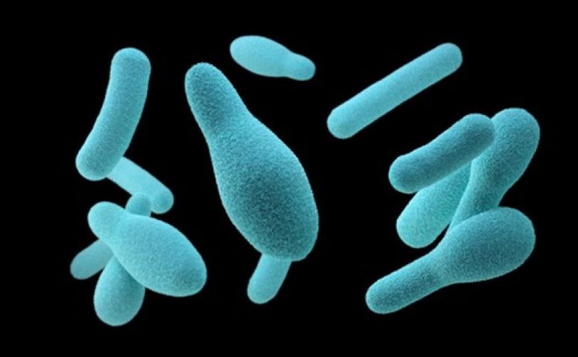 Tüm bakterilerin en eski ortak atası