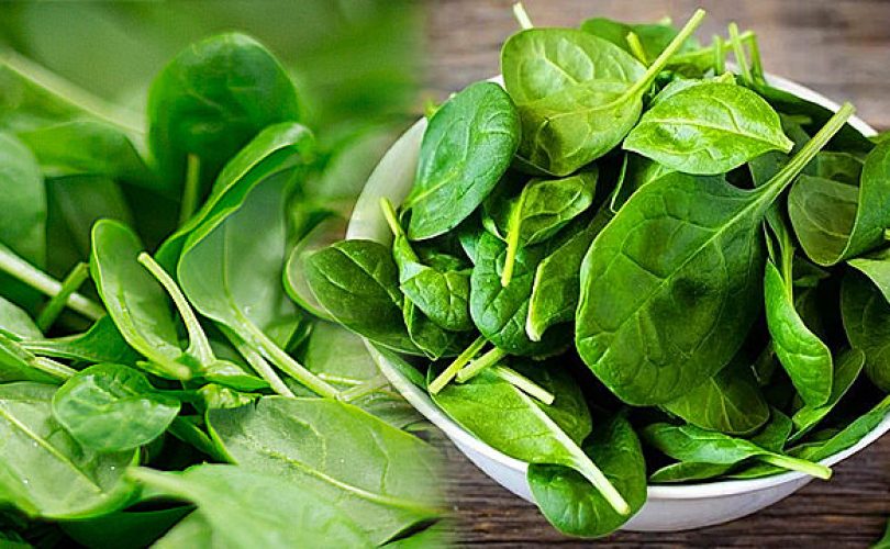 Temel Reis’in mucize yiyeceği: Ispanak