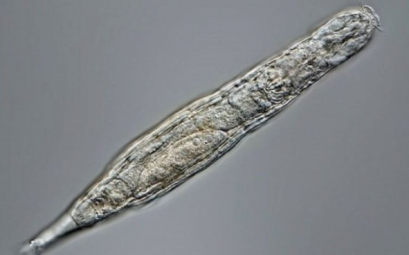 Sibirya’da 24 bin yıldır donmuş halde olan çok hücreli bir organizma yeniden hayata döndü