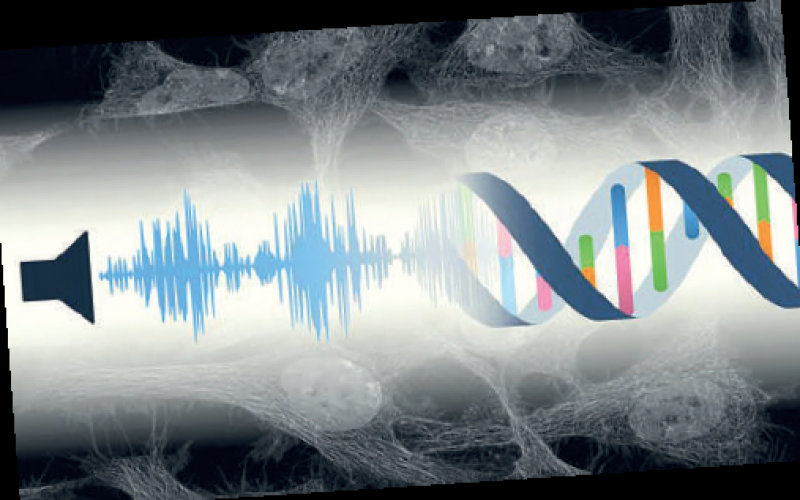 Gürültüden, hücreler bile etkileniyor