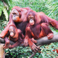 Orangutanların soyu tükenmek üzere