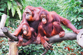 Orangutanların soyu tükenmek üzere