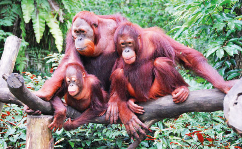 Orangutanların soyu tükenmek üzere