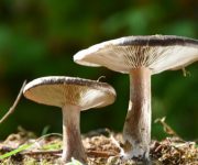 Besin değil sanki ilaç: Mantar