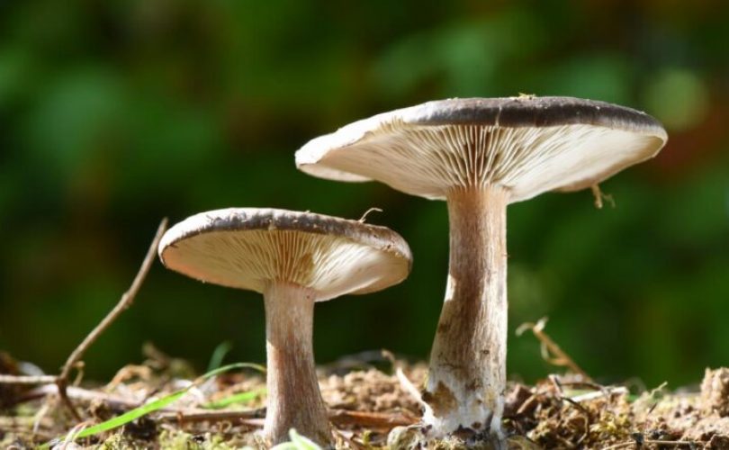 Besin değil sanki ilaç: Mantar