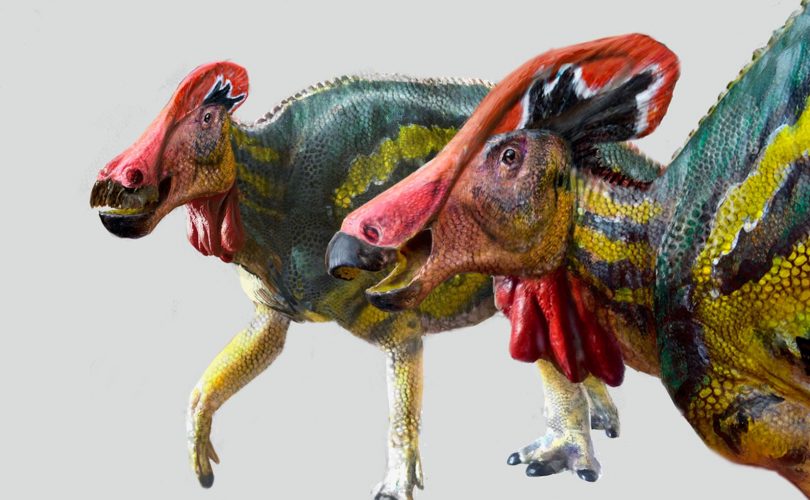Meksika’da yeni bir dinozor türü bulundu