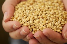 Spermidin, yaşlılıkta beyni zinde tutuyor