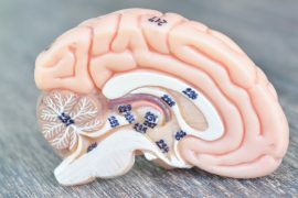 Hapşırma sırasında beyinde neler oluyor?