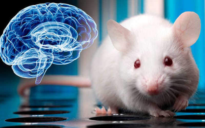 İnsan geni sayesinde akıllanan fareler