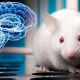 İnsan geni sayesinde akıllanan fareler