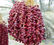 Hurma: 9 bin yıldır yiyoruz