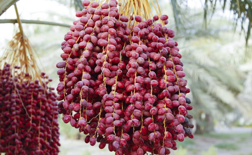 Hurma: 9 bin yıldır yiyoruz