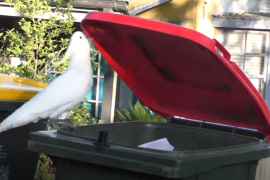 Bu yabani papağanlar çöp tenekelerini açmayı öğrenmiş