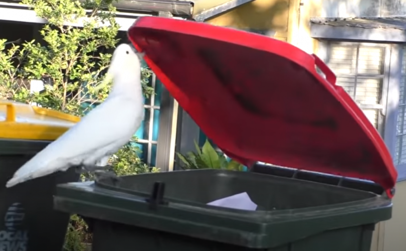 Bu yabani papağanlar çöp tenekelerini açmayı öğrenmiş