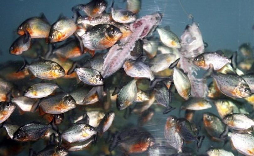 Piranalar “şarkı söyleme” yetisini nasıl kazandılar?