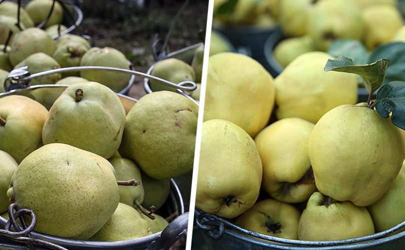 Sindirim sistemini rahatlatan yararlı iki meyve: Armut ve ayva