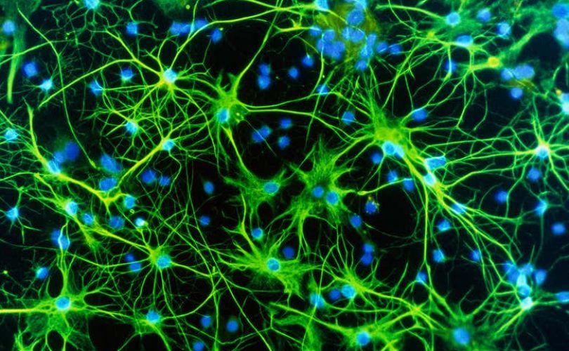 Genler ruhsal sağlığımızı nasıl biçimlendiriyor?