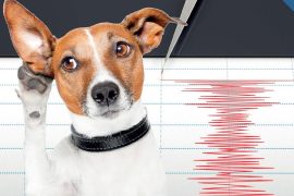 Hayvanlar depremi önceden hissedebilir mi?